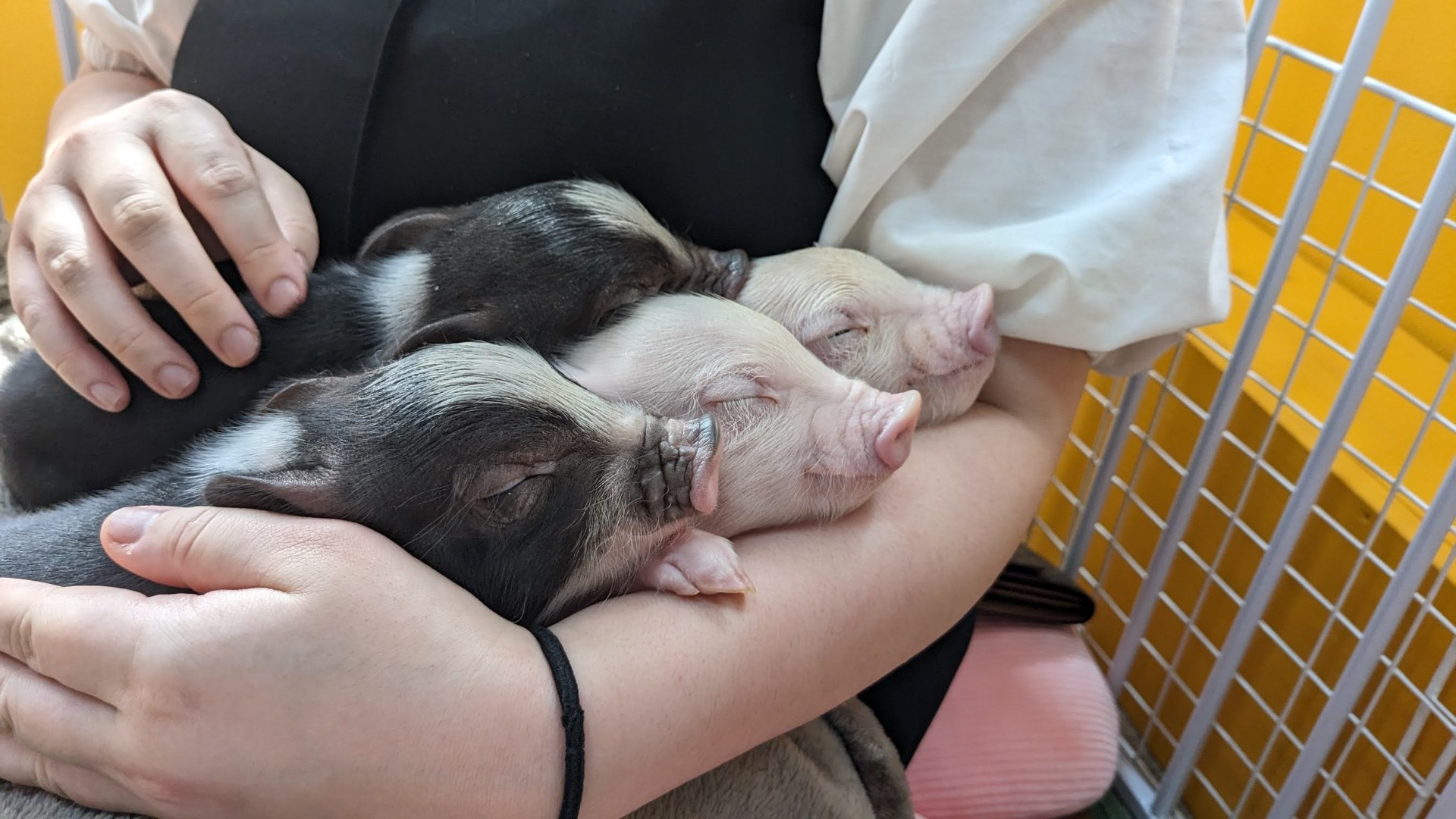 Piglets cafe】福岡県福津市マイクロミニブタカフェ再開のご案内