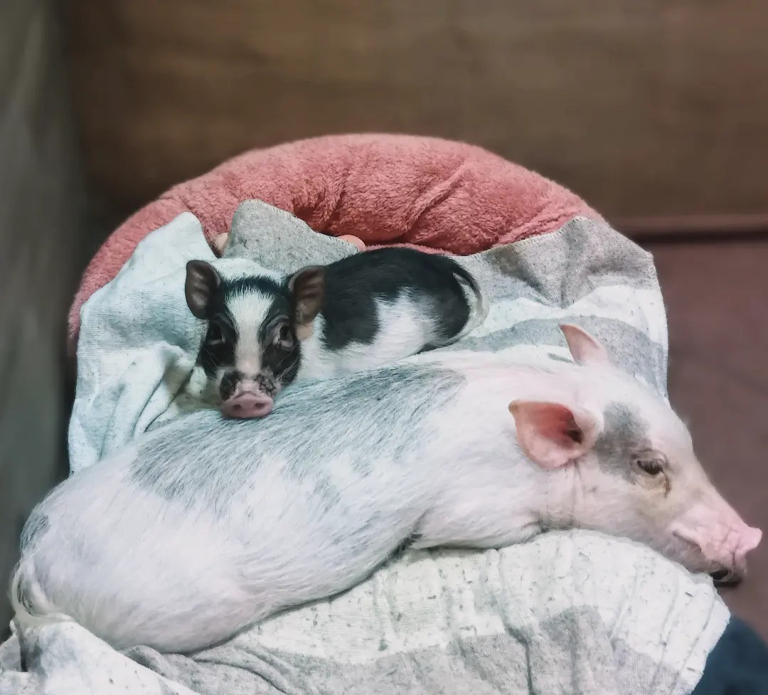 千葉マイクロブタペットホテルの画像