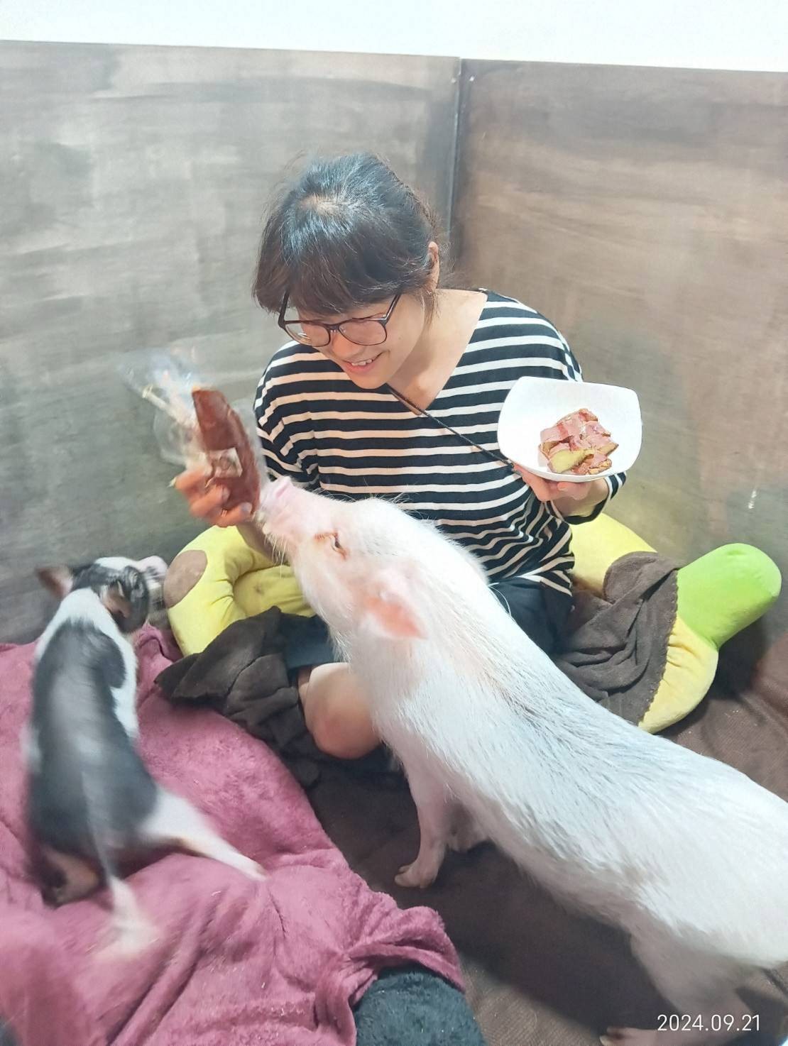 【Sweetie Pigs】千葉マイクロブタカフェ