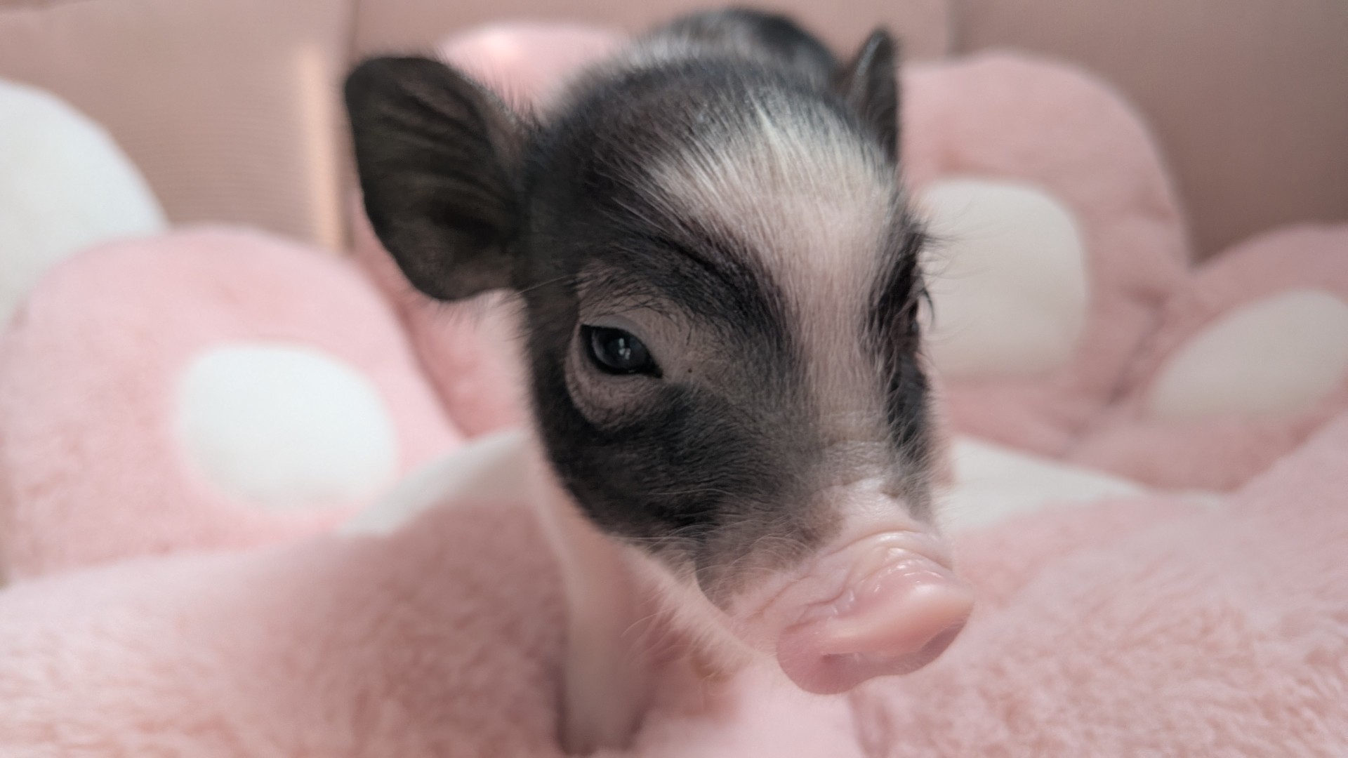 Piglets cafe マイクロブタカフェ福岡店のマイクロブタの写真
